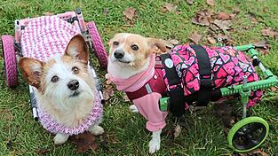 „Sie sind zwei Herzen und eine Seele“, sagt die Monika Müller über Dascha und Indi.