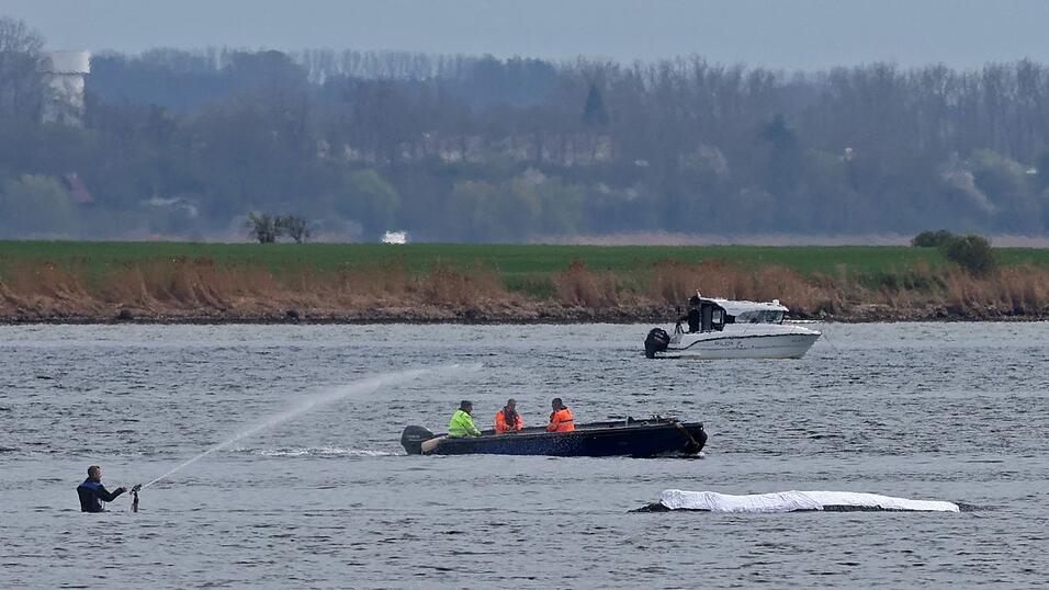 Der R&uuml;cken des Wals ist mit T&uuml;chern abgedeckt.