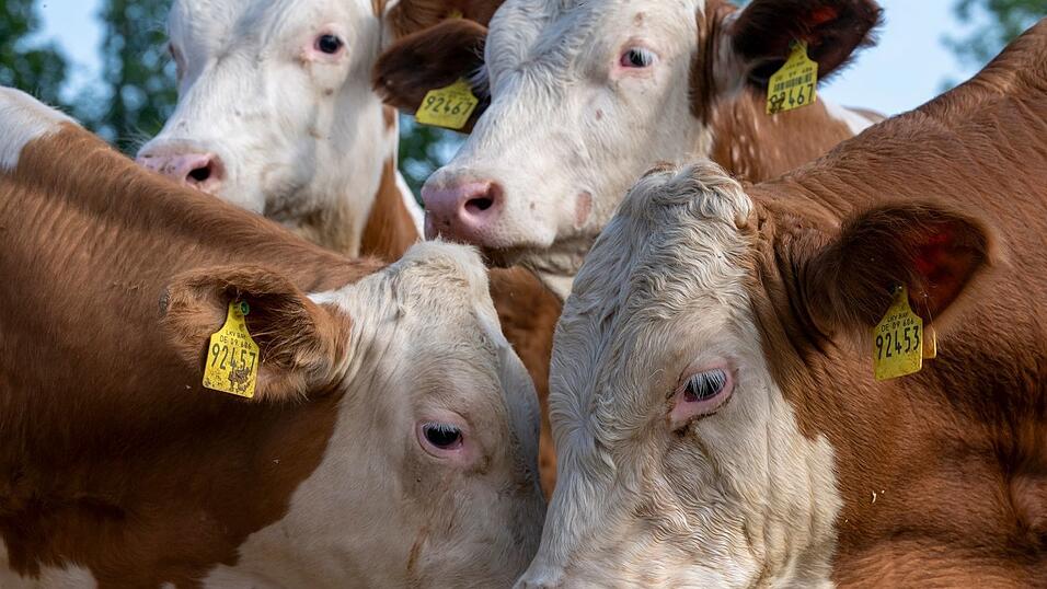 Noch haben die Ochsen gelbe Ohrmarken mit f&uuml;nfstelligen Nummern - am Wiesn-Grill bekommen einige Namen.