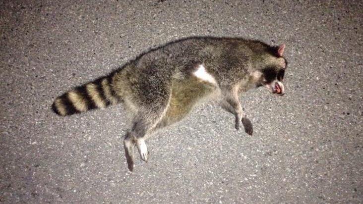 Der get&ouml;tete Waschb&auml;r bei Neukirchen beim Hl. Blut. (Foto: PI Furth)