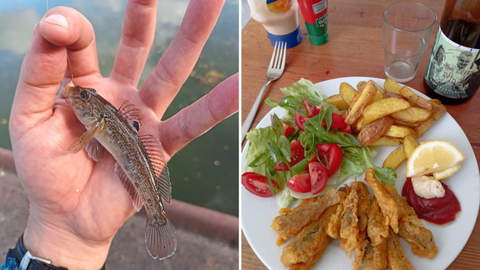 Vom etwas unangenehm ausschauenden Fang zum erstaunlich leckeren Fingerfood: Unser Redakteur hat sich an Schwarzmeergrundeln versucht. Vom etwas unangenehm ausschauenden Fang zum erstaunlich leckeren Fingerfood: Unser Redakteur hat sich an Schwarzmeergrundeln versucht.
