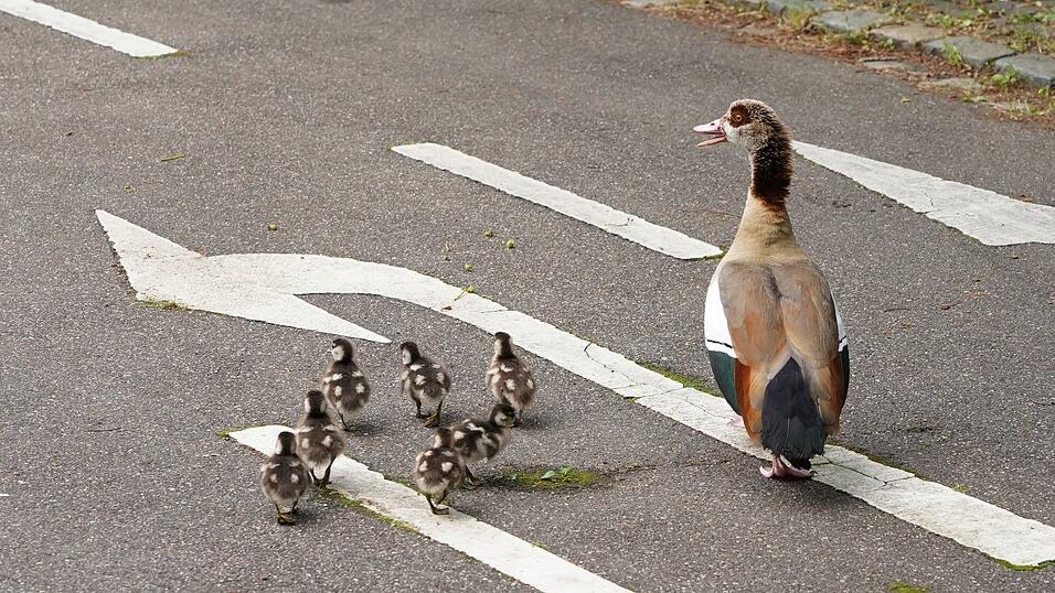 Eine Entenfamilie überquert eine Straße. (Archivbild) Eine Entenfamilie überquert eine Straße. (Archivbild)