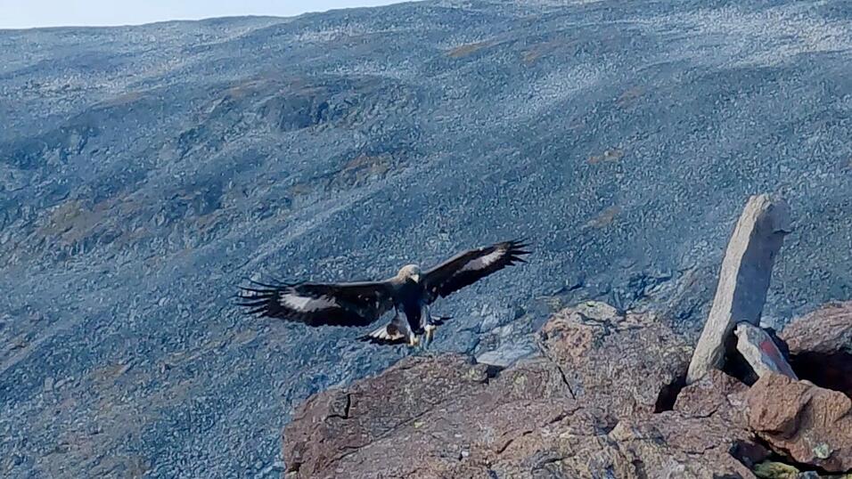Ein Steinadler hat eine Drohne angegriffen und zum Absturz gebracht. (Symbolbild)