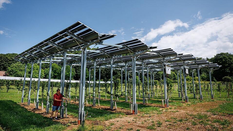 Die Agri-PV-Anlage soll zeigen, wie Kirschbäume gedeihen und gleichzeitig Strom produziert werden kann. Die Agri-PV-Anlage soll zeigen, wie Kirschbäume gedeihen und gleichzeitig Strom produziert werden kann.