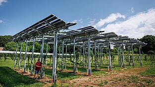 Die Agri-PV-Anlage soll zeigen, wie Kirschb&auml;ume gedeihen und gleichzeitig Strom produziert werden kann.