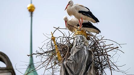 Die St&ouml;rche wollen auf dem Haupt der Mutter Gottes ihr Nest bauen.