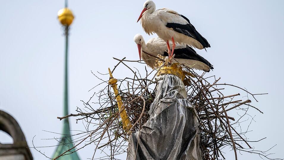 Die St&ouml;rche wollen auf dem Haupt der Mutter Gottes ihr Nest bauen.