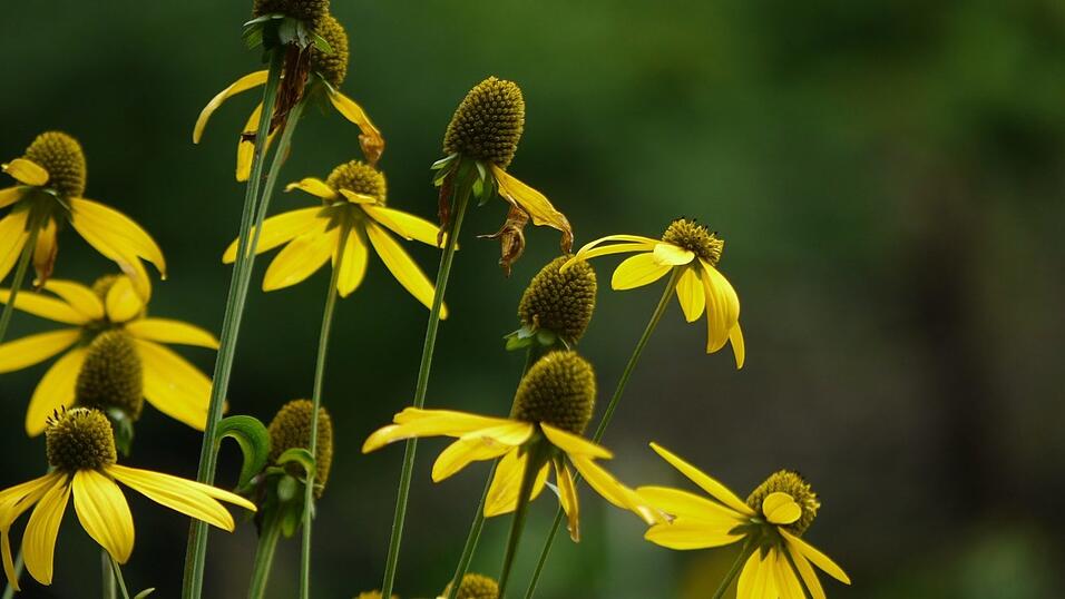 Wunderschönes Ausflugsziel in Passau: die Halser Ilzschleifen. Wunderschönes Ausflugsziel in Passau: die Halser Ilzschleifen.