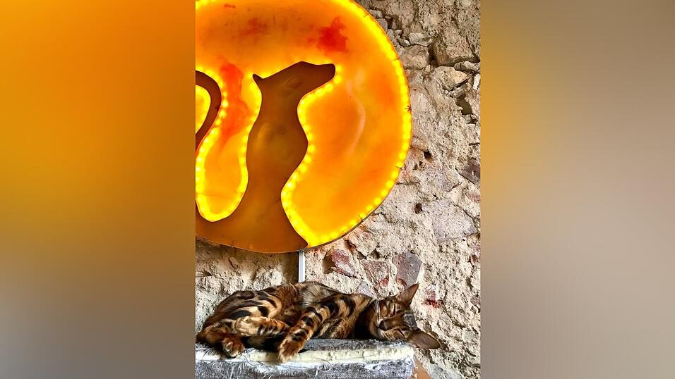 Auch an den sechs tierischen Bewohner des Regensburger Katzentempels geht Corona nicht spurlos vorbei. Die angeordnete Schließung der Gastronomie hat das Leben der Samtpfoten auf den Kopf gestellt. Wo sind bloß all die Spielkameraden hin? Auch an den sechs tierischen Bewohner des Regensburger Katzentempels geht Corona nicht spurlos vorbei. Die angeordnete Schließung der Gastronomie hat das Leben der Samtpfoten auf den Kopf gestellt. Wo sind bloß all die Spielkameraden hin?