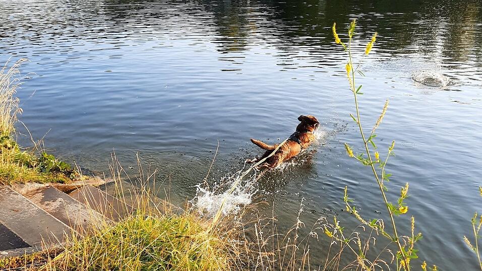 Ein Hund springt bei Bad Abbach in die Donau. Das Landratsamt Kelheim rät aktuell Mensch und Tier vor einem Bad im Fluss ab. Ein Hund springt bei Bad Abbach in die Donau. Das Landratsamt Kelheim rät aktuell Mensch und Tier vor einem Bad im Fluss ab.