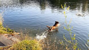 Ein Hund springt bei Bad Abbach in die Donau. Das Landratsamt Kelheim rät aktuell Mensch und Tier vor einem Bad im Fluss ab. Ein Hund springt bei Bad Abbach in die Donau. Das Landratsamt Kelheim rät aktuell Mensch und Tier vor einem Bad im Fluss ab.