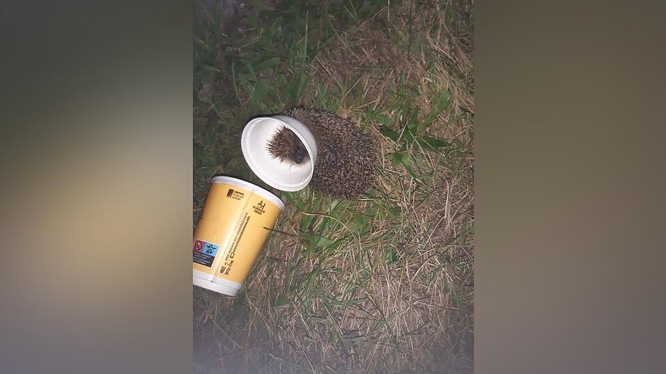 Lebensbedrohliche Falle: Igel steckt in weggeworfenem To-Go-Becher fest. Lebensbedrohliche Falle: Igel steckt in weggeworfenem To-Go-Becher fest.