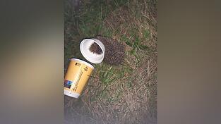 Lebensbedrohliche Falle: Igel steckt in weggeworfenem To-Go-Becher fest. Lebensbedrohliche Falle: Igel steckt in weggeworfenem To-Go-Becher fest.