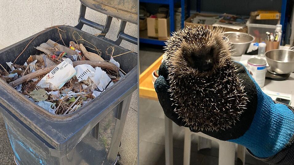 Aus einer Mülltonne in der Krankenhausgasse in Straubing wurde Igel Urmel gerettet.