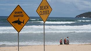 Innerhalb von nur wenigen Tagen wurden aus dem australischen Bundesstaat New South Wales vier Haiangriffe gemeldet. (Symbolbild) Innerhalb von nur wenigen Tagen wurden aus dem australischen Bundesstaat New South Wales vier Haiangriffe gemeldet. (Symbolbild)