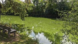 Idyllisch - und aktuell doch gefährlich: der Weiher in Ittling. Idyllisch - und aktuell doch gefährlich: der Weiher in Ittling.