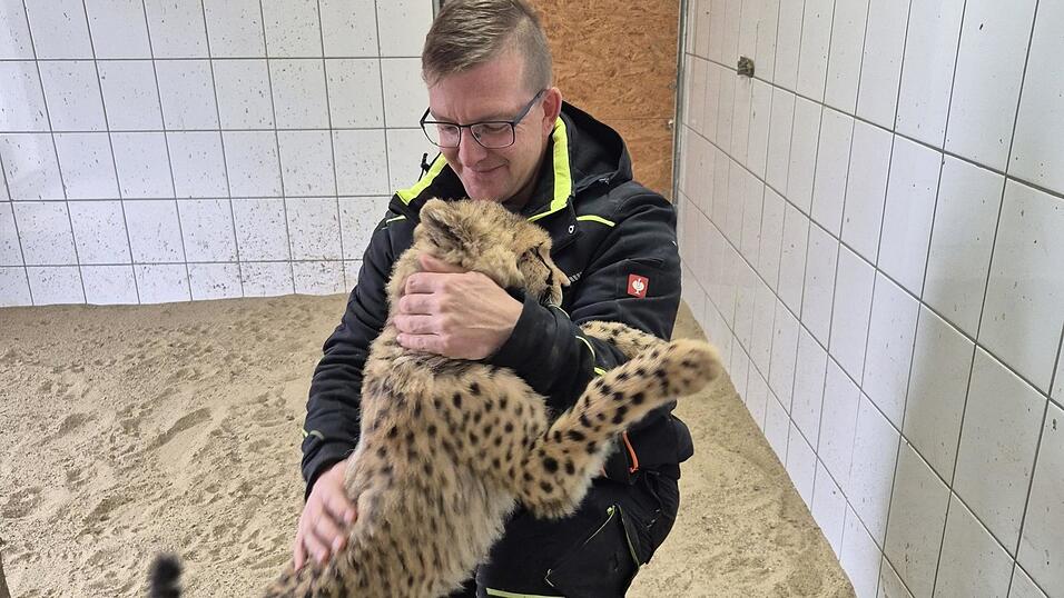 Im Juni (r.) war Kito noch ganz klein. Nun ist er gr&ouml;&szlig;er, tollt aber noch genauso gern mit Tierpark-Chef Frank Schobesberger herum.