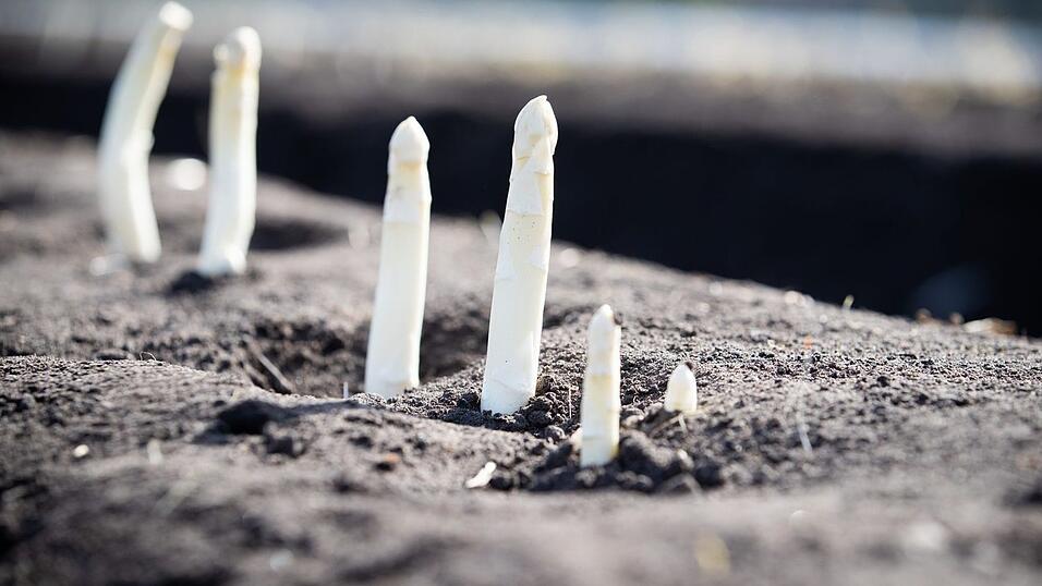 Auf dem Feld eines Spargelhofes wächst Spargel (Bleichspargel).