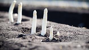 Auf dem Feld eines Spargelhofes wächst Spargel (Bleichspargel).