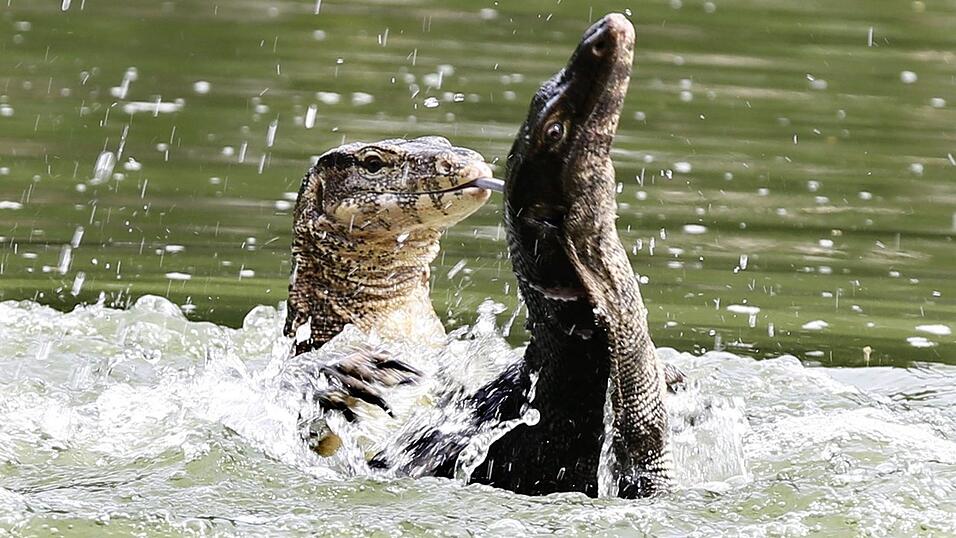 Bindenwarane halten sich besonders gern im Wasser auf. (Archivbild)