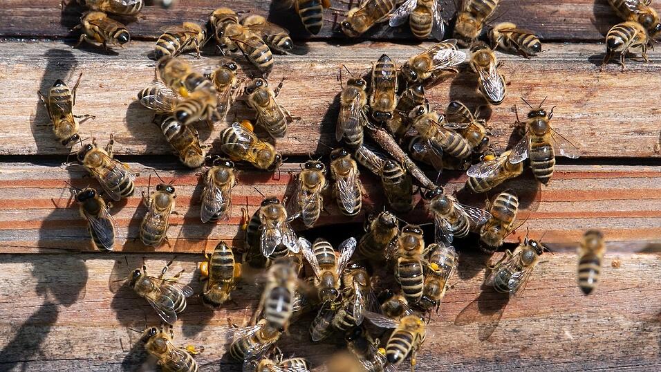 Steigen die Temperaturen im Winter über zehn Grad, fliegen Bienen in der Regel aus. In den vergangenen Wochen war das in Niederbayern und der Oberpfalz bereits der Fall. Steigen die Temperaturen im Winter über zehn Grad, fliegen Bienen in der Regel aus. In den vergangenen Wochen war das in Niederbayern und der Oberpfalz bereits der Fall.