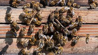 Steigen die Temperaturen im Winter über zehn Grad, fliegen Bienen in der Regel aus. In den vergangenen Wochen war das in Niederbayern und der Oberpfalz bereits der Fall.