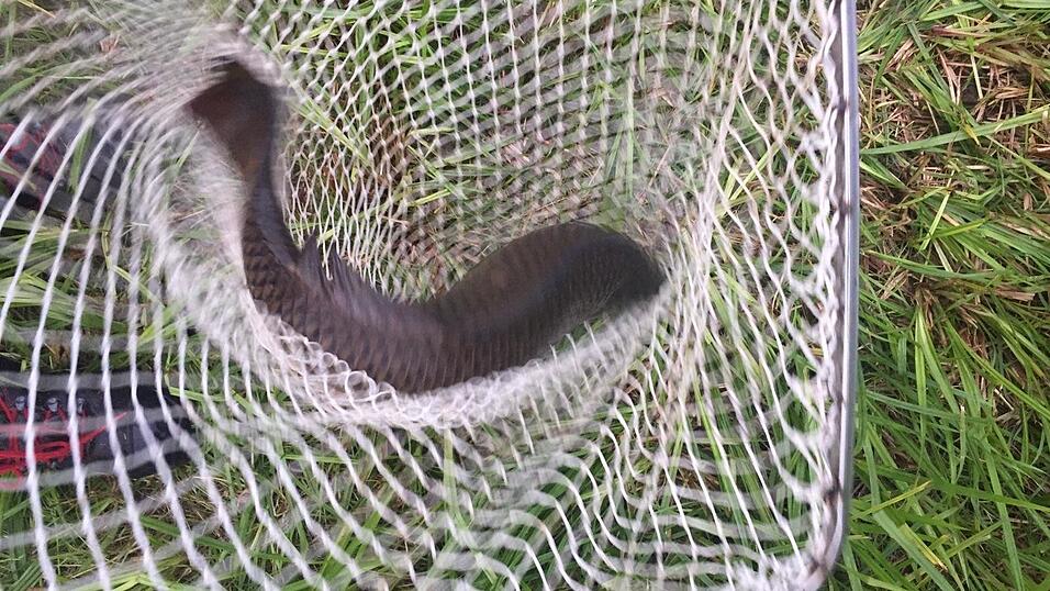 In einer spontanen Aktion konnten viele Fische gerettet werden.