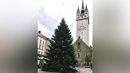 Seit Montagnachmittag steht die Nordmanntanne am Ludwigsplatz. Seit Montagnachmittag steht die Nordmanntanne am Ludwigsplatz.