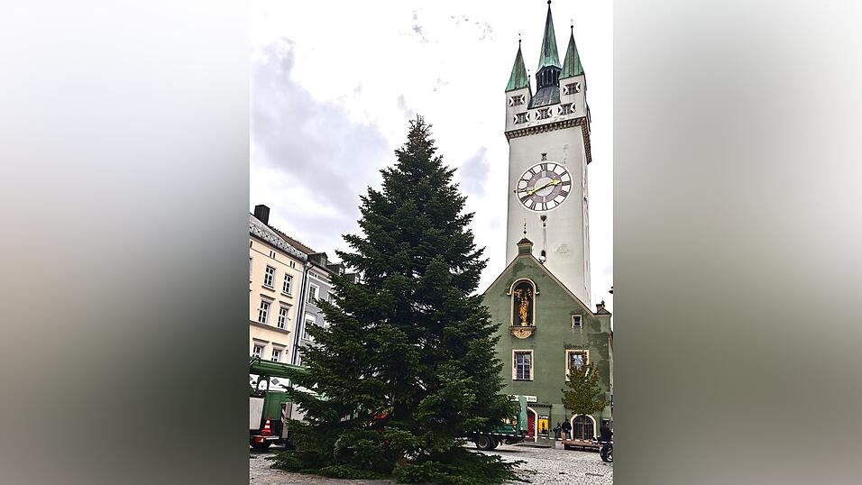 Seit Montagnachmittag steht die Nordmanntanne am Ludwigsplatz. Seit Montagnachmittag steht die Nordmanntanne am Ludwigsplatz.