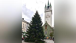Seit Montagnachmittag steht die Nordmanntanne am Ludwigsplatz. Seit Montagnachmittag steht die Nordmanntanne am Ludwigsplatz.