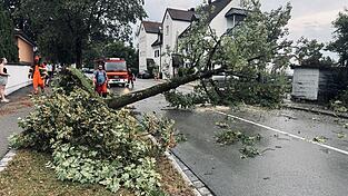 Der Sturm entwurzelte mehrere große Bäume in Moosburg, auch an wichtigen Verkehrsachsen wie der Münchener Straße. Der Sturm entwurzelte mehrere große Bäume in Moosburg, auch an wichtigen Verkehrsachsen wie der Münchener Straße.