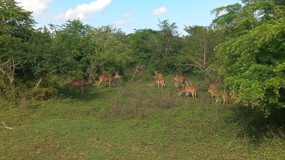Fotos von Katis Safari im Yala-Nationalpark. Dabei sah die Weltreisende viele wilde Tiere, war aber von vielen anderen Fahrzeugen umgeben.