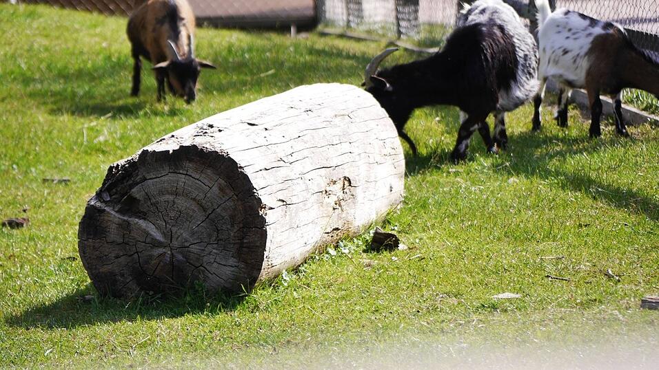Im Erlebnispark Volgsam gibt es viele Tiere zu sehen und zu streicheln. Im Erlebnispark Volgsam gibt es viele Tiere zu sehen und zu streicheln.