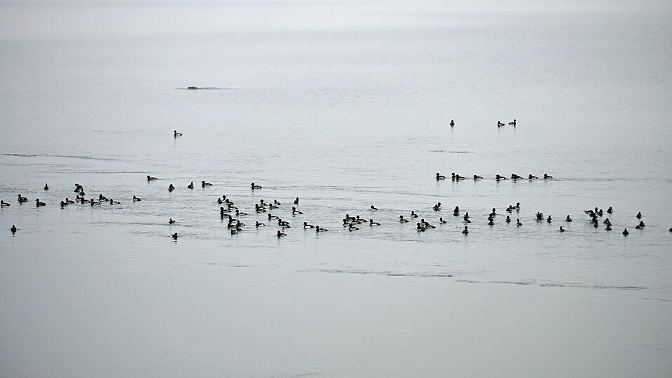 Im Bereich des Sees wurden Ende Oktober zahlreiche tote Vögel gefunden. Im Bereich des Sees wurden Ende Oktober zahlreiche tote Vögel gefunden.