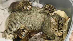 Eine Kastrationspflicht kann Katzenleid entgegenwirken, dieser Meinung sind viele Tiersch&uuml;tzer aus dem Landkreis Cham.