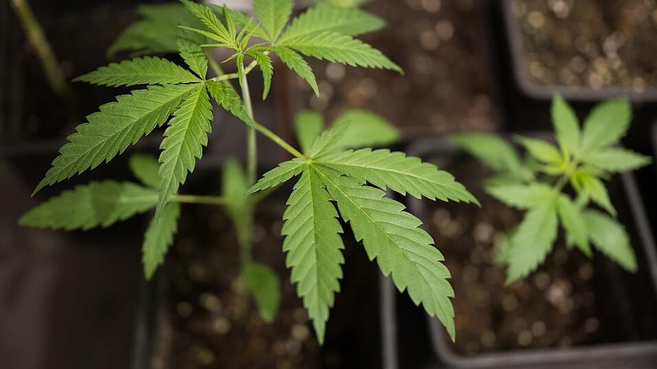 Erwachsene dürfen bis zu drei Cannabispflanzen daheim anbauen. (Symbolbild) Erwachsene dürfen bis zu drei Cannabispflanzen daheim anbauen. (Symbolbild)