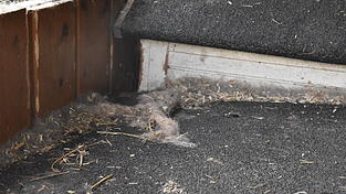 Der Hasenstall der Familie Eichhorn ist seit dem 20. November leer. Nur noch Fellknäuel zeugen davon, dass hier einst Vierbeiner lebten. Der Hasenstall der Familie Eichhorn ist seit dem 20. November leer. Nur noch Fellknäuel zeugen davon, dass hier einst Vierbeiner lebten.