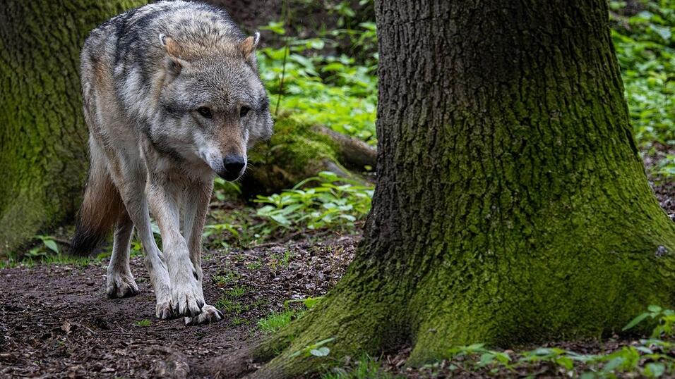 Ein Europ&auml;ischer Grauwolf in einem Gehege vom Wolfcenter D&ouml;rverden.