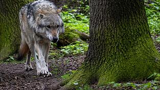 Ein Europäischer Grauwolf in einem Gehege vom Wolfcenter Dörverden. Ein Europäischer Grauwolf in einem Gehege vom Wolfcenter Dörverden.