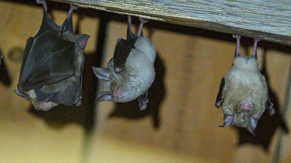 Fledermaus-Quartiere in Geb&auml;uden k&ouml;nnen sich schnell aufheizen. (Archivbild)