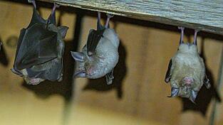 Fledermaus-Quartiere in Geb&auml;uden k&ouml;nnen sich schnell aufheizen. (Archivbild)