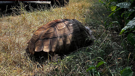 Eine 79-j&auml;hrige Anwohnerin hat in Grafenwiesen eine Schildkr&ouml;te von der Fahrbahn gerettet. Weil sich kein Besitzer finden lie&szlig;, organisierte die Polizei eine Pflegestelle und bittet nun um Hinweise. (Symbolbild)