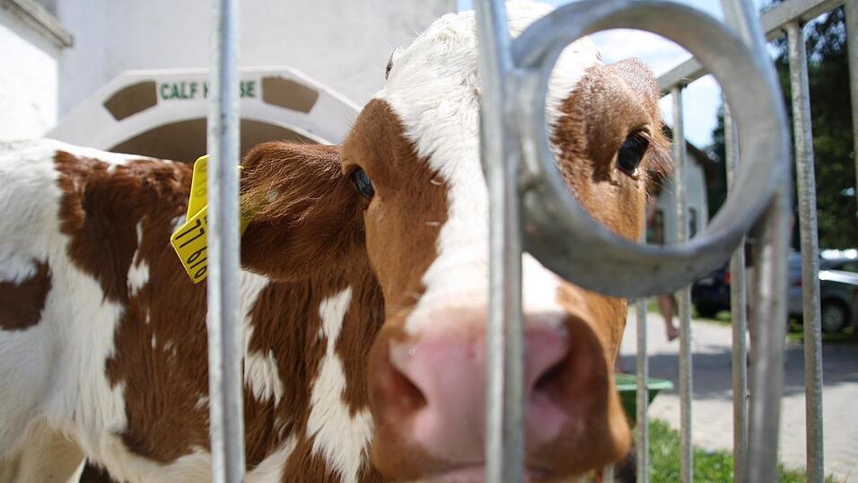 Nur nicht den Durchblick verlieren. Europas Haushalt f&uuml;r die Landwirtschaft ist 6,45 Milliarden Euro schwer. Direktzahlungen gibt es aber nur auf Antrag gegen Nachweise und Dokumentation.