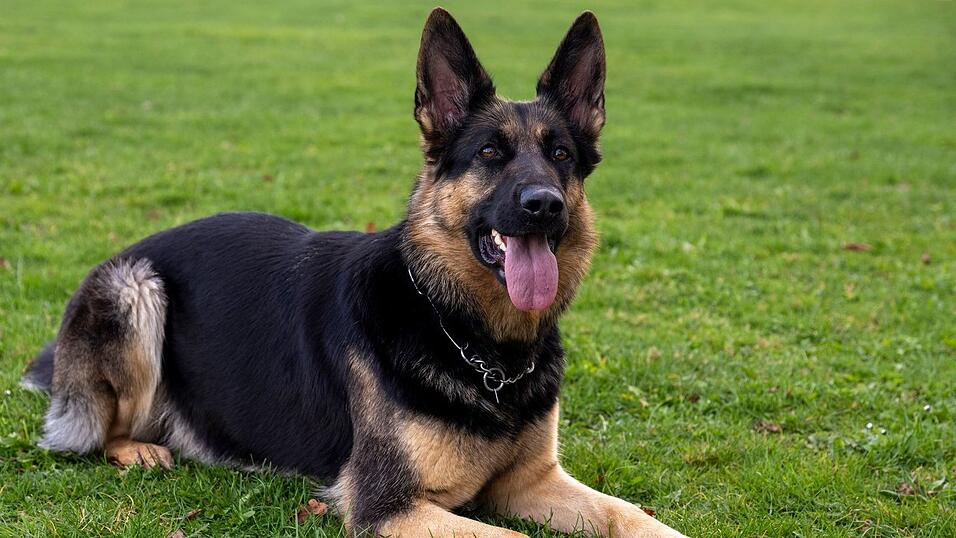 Der Schäferhund war laut Polizei dreieinhalb Jahre alt. (Symbolbild)