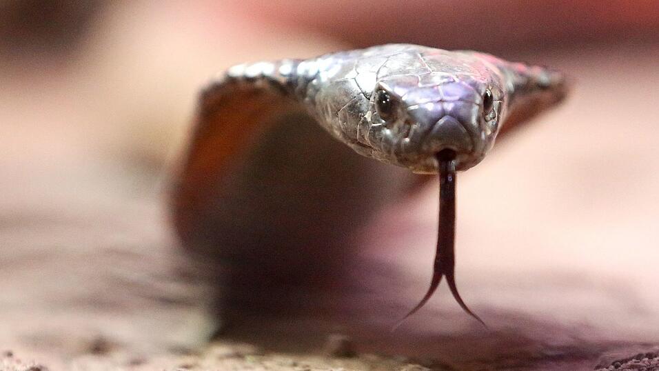 Die Schlange - mutma&szlig;lich eine Kobra - war nach Angaben der Polizei in die Hose des Urlaubers gekrochen. (Archivbild)