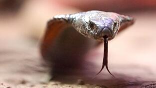 Die Schlange - mutma&szlig;lich eine Kobra - war nach Angaben der Polizei in die Hose des Urlaubers gekrochen. (Archivbild)