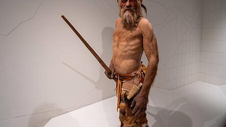 Eine Nachbildung der Ötzi genannten jungsteinzeitlichen Gletschermumie im Südtiroler Archäologiemuseum in Bozen. Ötzi hatte neben Werkzeug auch ein Stück Birkenporling dabei. Dem Pilz werden verschiedene Heilwirkungen nachgesagt. Eine Nachbildung der Ötzi genannten jungsteinzeitlichen Gletschermumie im Südtiroler Archäologiemuseum in Bozen. Ötzi hatte neben Werkzeug auch ein Stück Birkenporling dabei. Dem Pilz werden verschiedene Heilwirkungen nachgesagt.