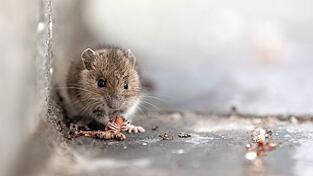 Sieht niedlich aus, aber in seltenen F&auml;llen hat die Maus b&ouml;se Viren dabei: das Hanta- oder auch Bornavirus.