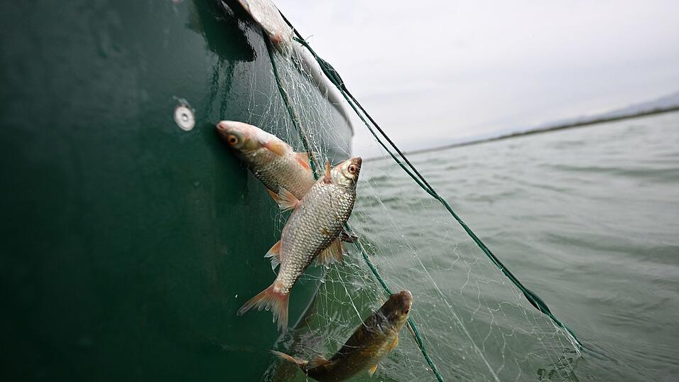 Rotaugen sind nicht nur als Speisefisch beliebt, sie sollen auch die rasante Ausbreitung der Quagga-Muscheln im Bodensee bremsen. (Archivbild) Rotaugen sind nicht nur als Speisefisch beliebt, sie sollen auch die rasante Ausbreitung der Quagga-Muscheln im Bodensee bremsen. (Archivbild)
