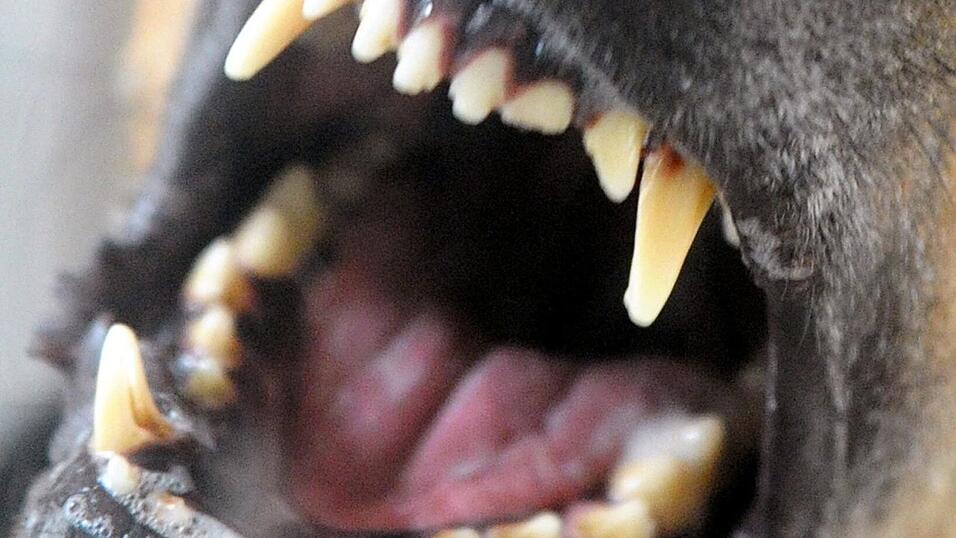 Das aggressive Hundetrio hat schon mehrfach zugeschlagen. Nach und nach melden sich Betroffene im Rathaus. (Symbolbild)